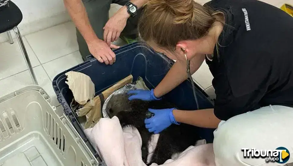 Los veterinarios de León tachan de "puñalada trapera" la "repentina" Facultad para Salamanca