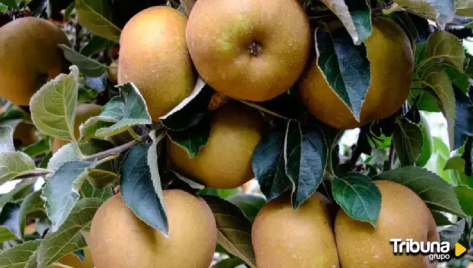 El Bierzo cierra la recogida de pera con 13 millones de kilos y la de manzana reineta con 1,5 millones