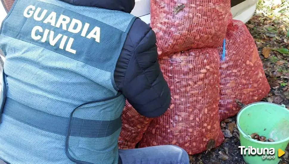 Un hombre y una mujer, investigados por el hurto de 140 kilos de castañas en El Bierzo