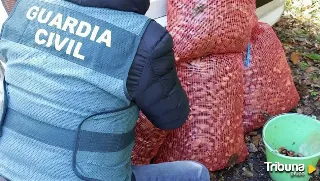 Un hombre y una mujer, investigados por el hurto de 140 kilos de castañas en El Bierzo