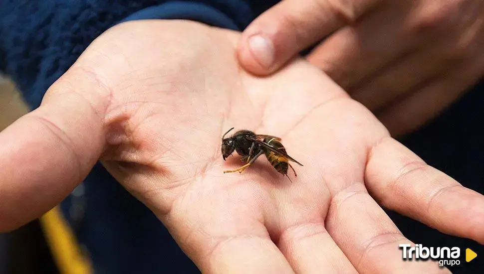 Un millar de dardos impresos en 3D para hacer desaparecer nidos de avispas velutinas