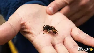 Un millar de dardos impresos en 3D para hacer desaparecer nidos de avispas velutinas