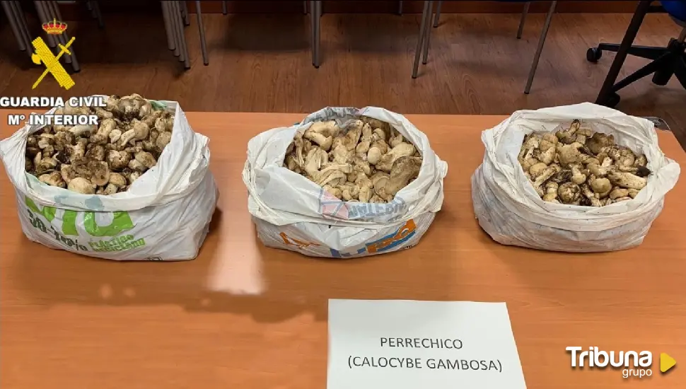 La Guardia Civil de Villablino decomisa 14 kilos de perrechicos a tres personas en la Cueta