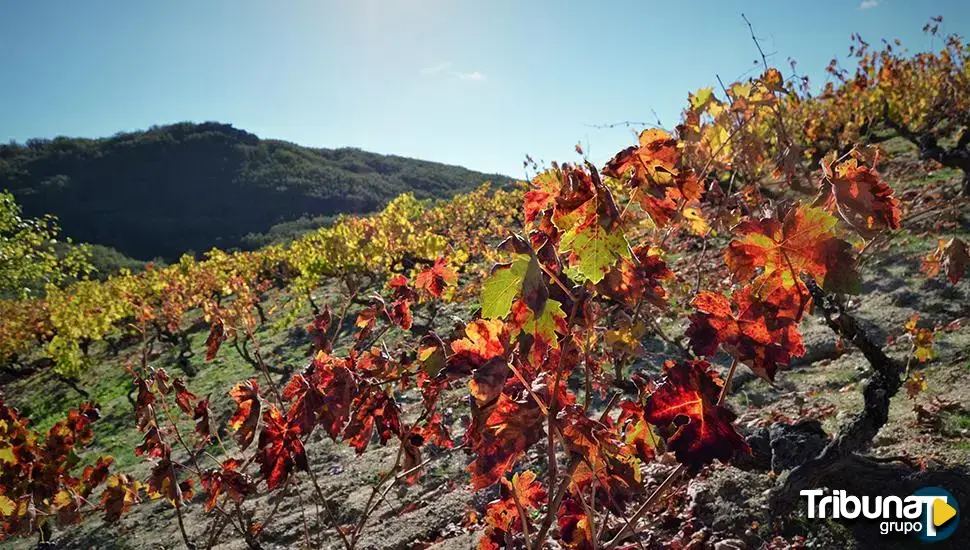 Los vinos 2023 de la DO Bierzo, "excelentes" por sexto año consecutivo