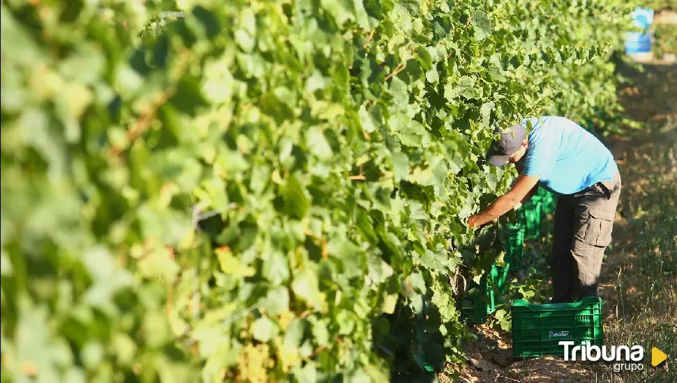 Arranca la vendimia en el Palacio de Canedo de Prada a tope, primera bodega de El Bierzo en recoger la uva