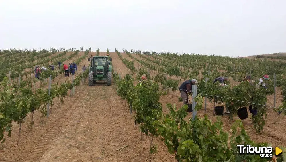 UGAL-UPA pide que Agricultura de la Junta rectifique sobre el uso de la uva godello en la DO Rueda