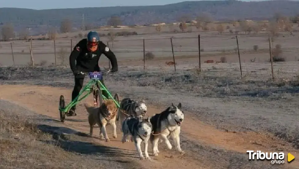 Mushing, la modalidad deportiva que tiene como protagonistas a los perros, llega a Coyanza