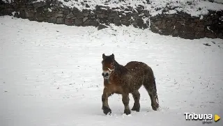 La provincia leonesa se tiñe de blanco en las primeras nevadas de 2025