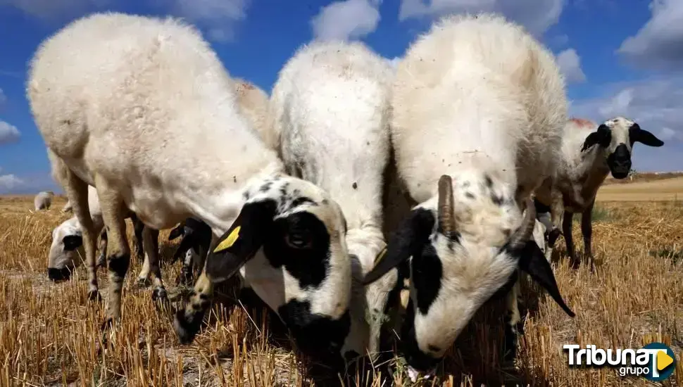 Situación límite para los ganaderos de leche de oveja en León, con bajas de precio de 0,30 por litro