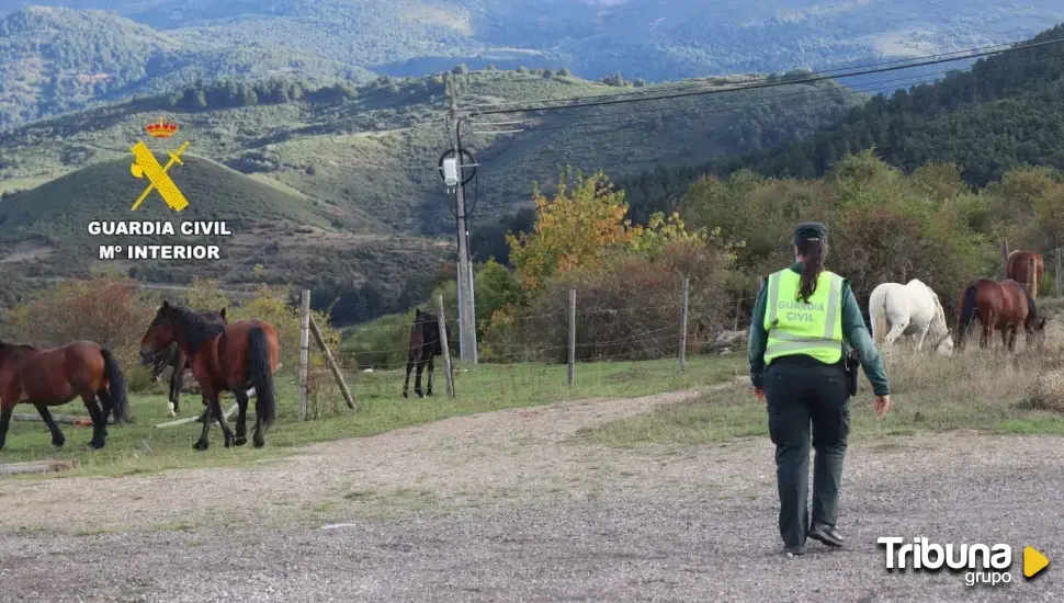 Investigado por un delito de maltrato animal por la muerte de un poni en Navatejera